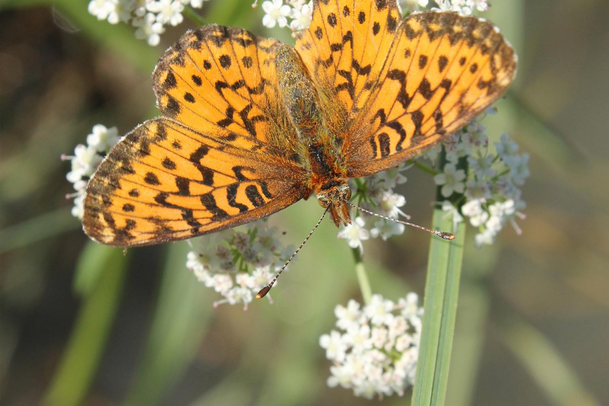 environmental - Native Plant Solutions