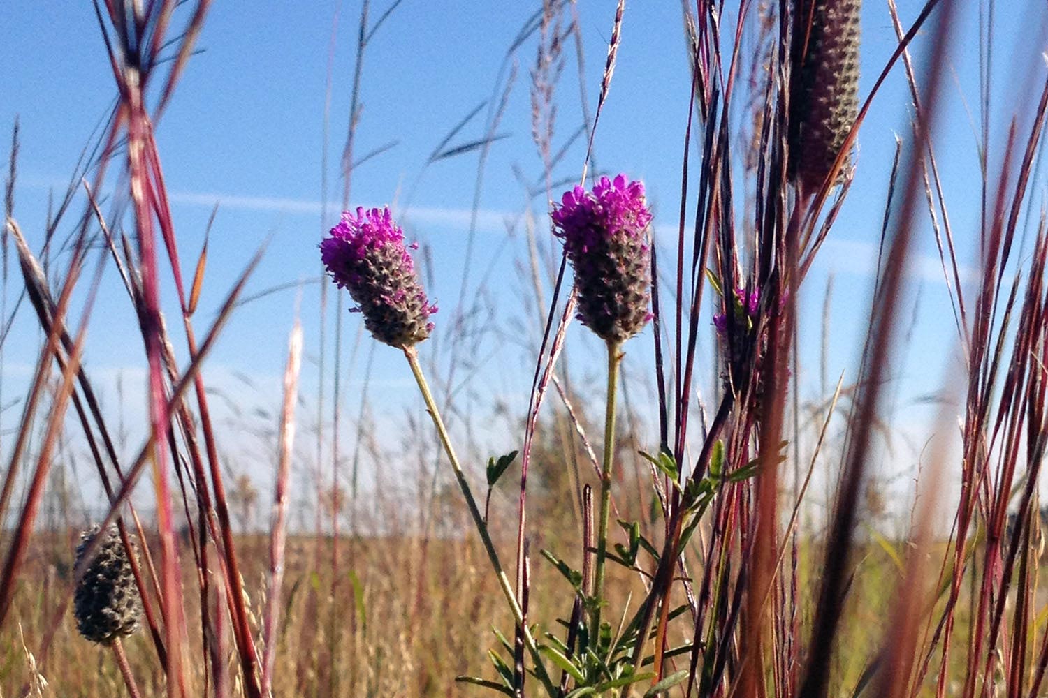 Chief Peguis Trail - Native Plant Solutions